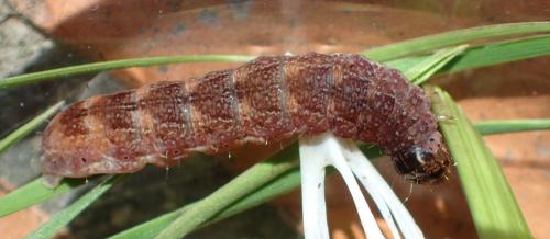 Réf. 181 405 : Agrochola circellaris